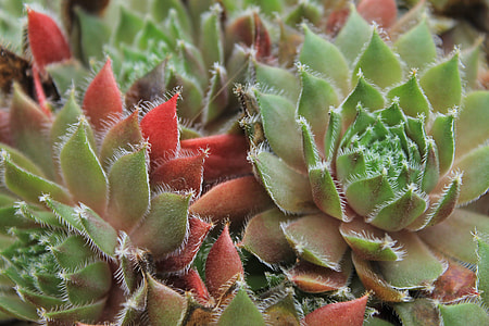 macro photography of green-and-red succulent plants thumbnail