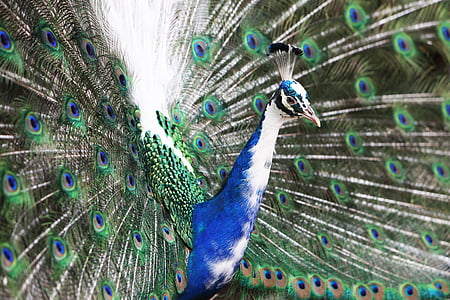 blue and green male peacock thumbnail