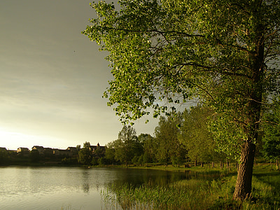 green leaf tree near lake thumbnail