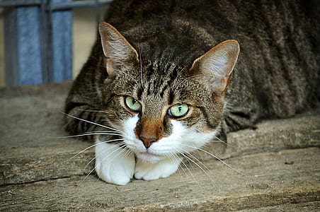 brown and white cat on wooden plank thumbnail