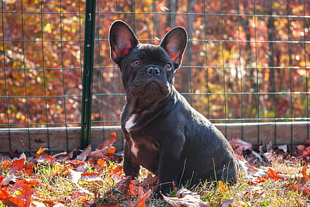 black dog sitting on grass thumbnail