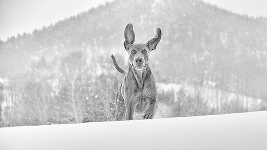 coonhound running on snowfield thumbnail