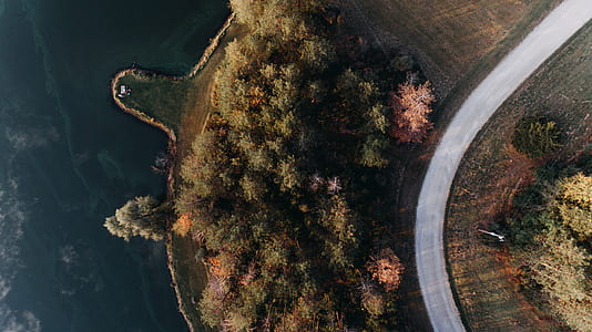 aerial view of trees near body of water thumbnail