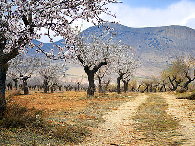 cherry blossom trees beside mountain thumbnail