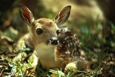 macro photography of brown deer thumbnail