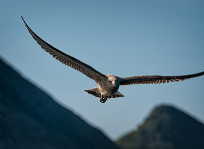 shallow focus photography of flying bird thumbnail