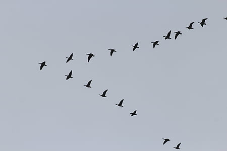 bird flying on air forming V thumbnail