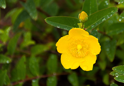 Large Floral St John'S Wort, Flower thumbnail