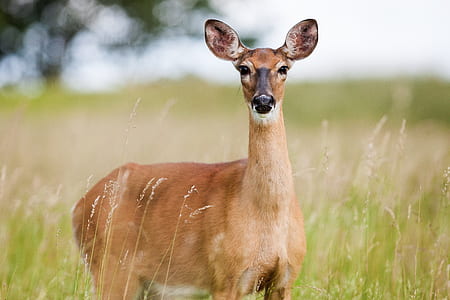 brown deer on green grasses thumbnail