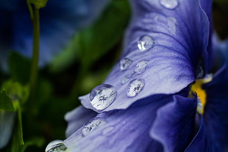 water dew on purple petaled flower thumbnail