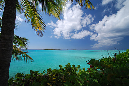 coconut tree near body of water thumbnail