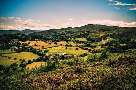 Green Tree and Grass Field at Daytime thumbnail
