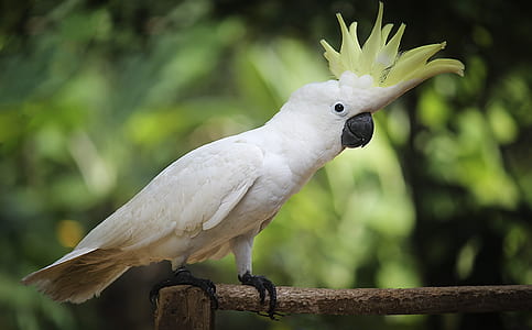 white and green bird thumbnail