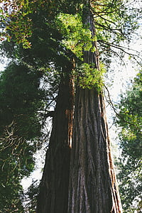 green leafed tree under clear sky thumbnail