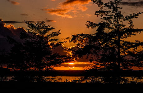 Silhouette of trees during sunset thumbnail