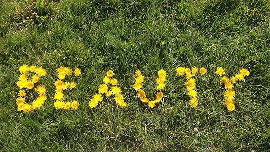 yellow petaled flowers in grass field thumbnail