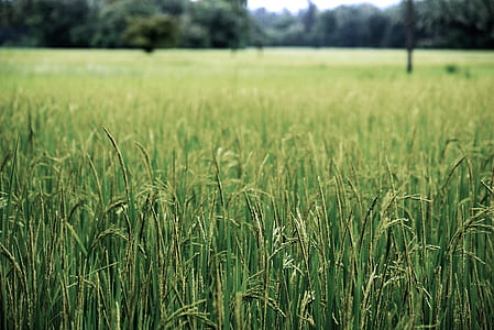 photo of rice field thumbnail