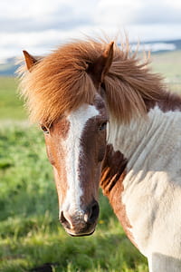 brown and white horse close up photo thumbnail