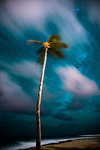 time-lapse photography of coconut tree thumbnail