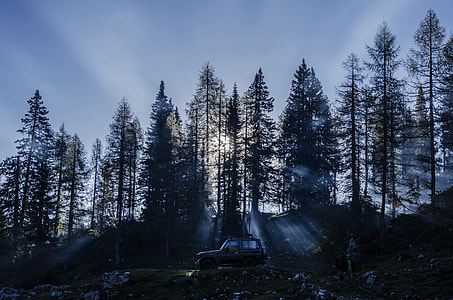 photo of black forest during day time thumbnail