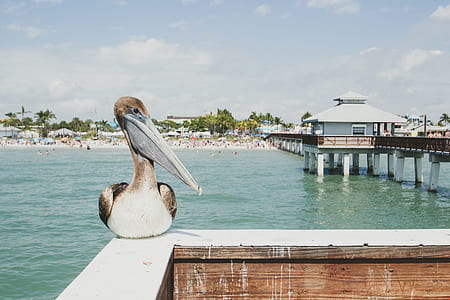 gray and brown pelican sitting on wooden edge near body of water thumbnail