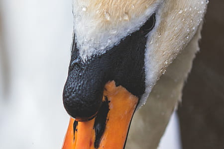 Orange and White Bird Face thumbnail