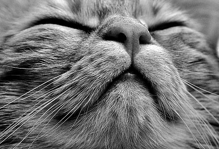 grayscale photo of cat thumbnail