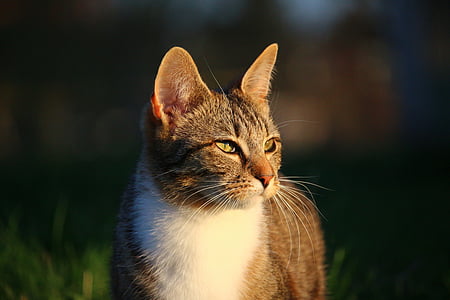 short-fur gray tabby cat thumbnail