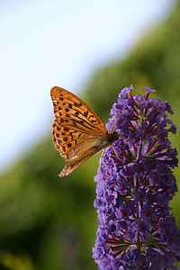 Monarch Butterfly, Flower Pollinating thumbnail
