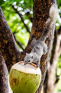 Feeding squirrel with coconut thumbnail