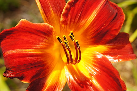 yellow and red daylily flower in close-up photography thumbnail