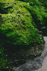moss covered stone thumbnail