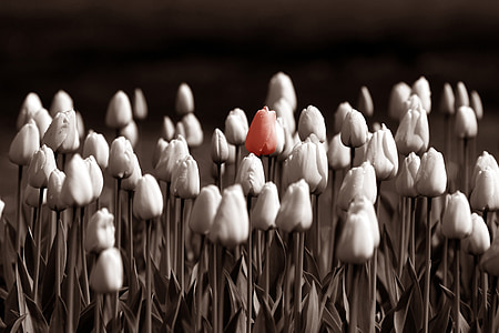 selective color of pink flower thumbnail