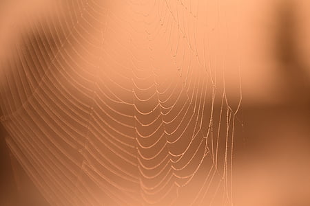 macro photograph of spider's web thumbnail