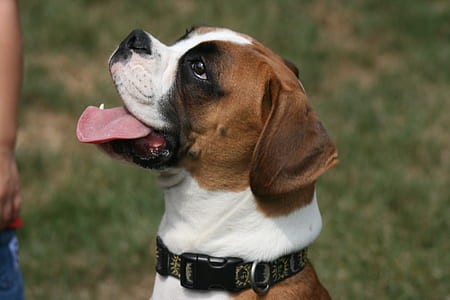 photo of short-coated brown and white dog thumbnail