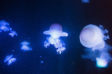 photo of jellyfish thumbnail