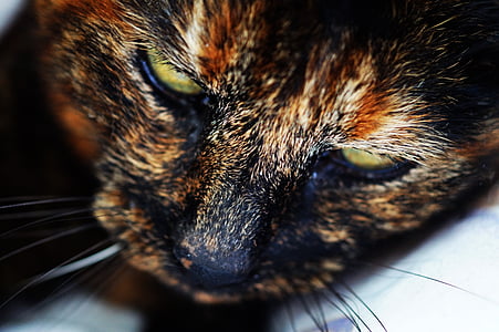 brown and black tortoiseshell cat thumbnail