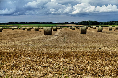 brown hay roll lot on brown field at daytime thumbnail