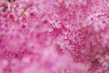Selective Focus Photography of White And Pink Flowers thumbnail