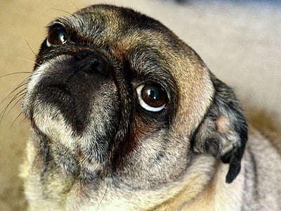 closeup photo of adult fawn pug thumbnail