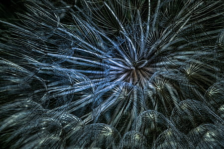 macro photo of dandelion flower thumbnail