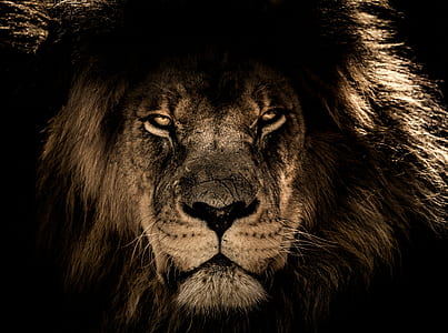 closeup photography of lion thumbnail