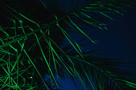 Illuminated palm trees thumbnail