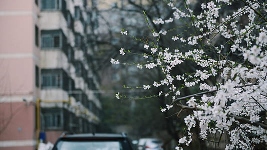 Depth of Photo of White Petaled Flowers thumbnail