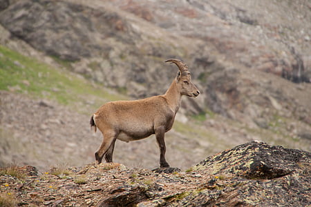 brown goat standing on rock during daytime thumbnail