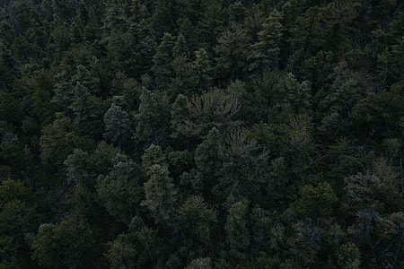 aerial view of green pine trees thumbnail