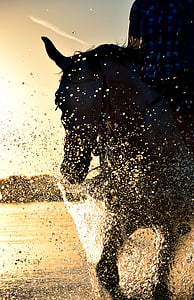 person riding a black horse thumbnail