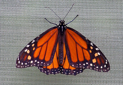 focus photography of brown and black butterfly thumbnail