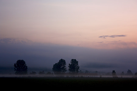 silhouette of trees thumbnail