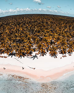 aerial photography of coconut tree near seashore at daytime thumbnail